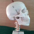 Marqueur de la taille de la vie ISO avec modèle de la colonne cervicale, modèle de crâne anatomique